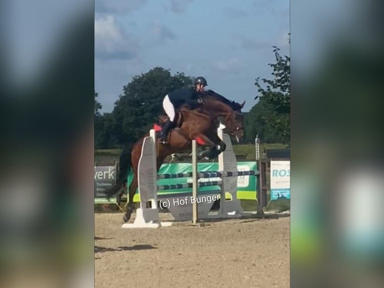 Oldenburger Wallach 11 Jahre 172 cm Brauner in Friesoythe