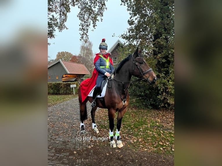 Oldenburger Wallach 11 Jahre 172 cm Brauner in Friesoythe