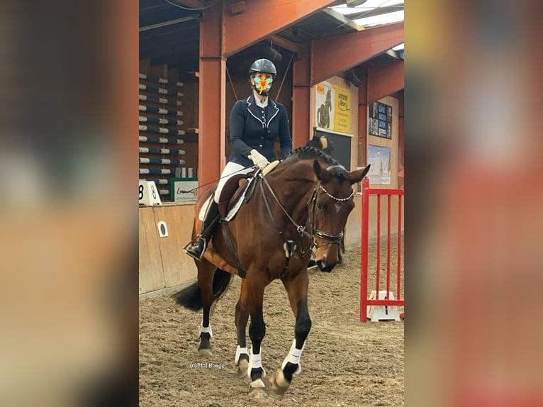 Oldenburger Wallach 11 Jahre 172 cm Brauner in Friesoythe