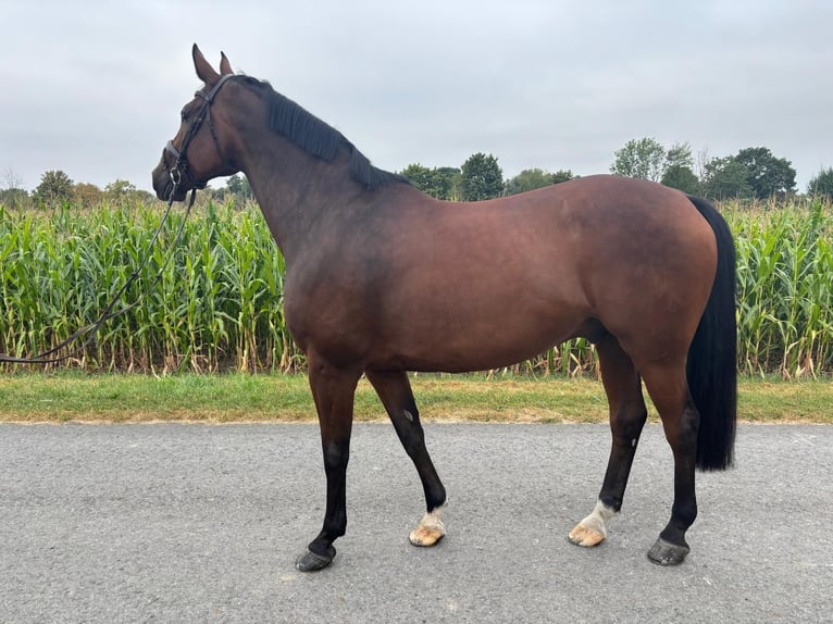 Oldenburger Wallach 11 Jahre 172 cm Brauner in B&#xF6;nen