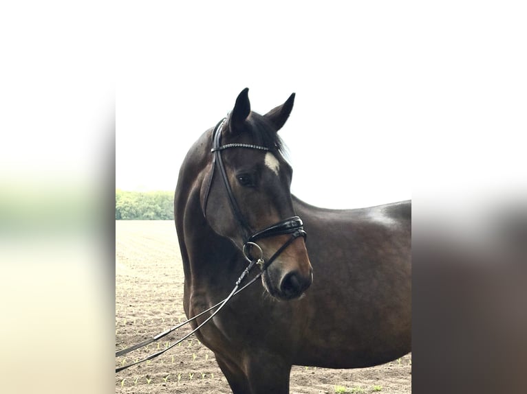 Oldenburger Wallach 11 Jahre 173 cm Brauner in Thuine