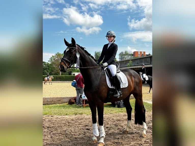 Oldenburger Wallach 11 Jahre 173 cm Dunkelbrauner in Neuwied