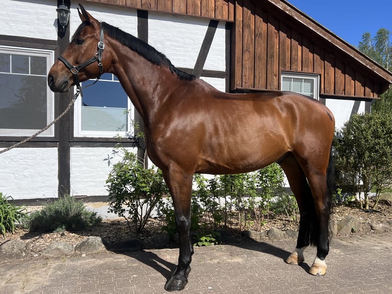 Oldenburger Wallach 11 Jahre 174 cm Brauner in Altenmedingen