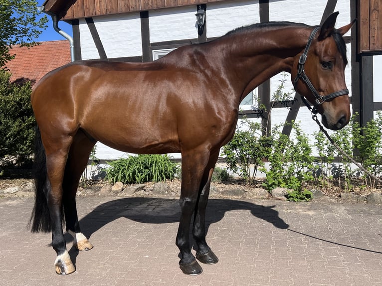 Oldenburger Wallach 11 Jahre 174 cm Brauner in Altenmedingen