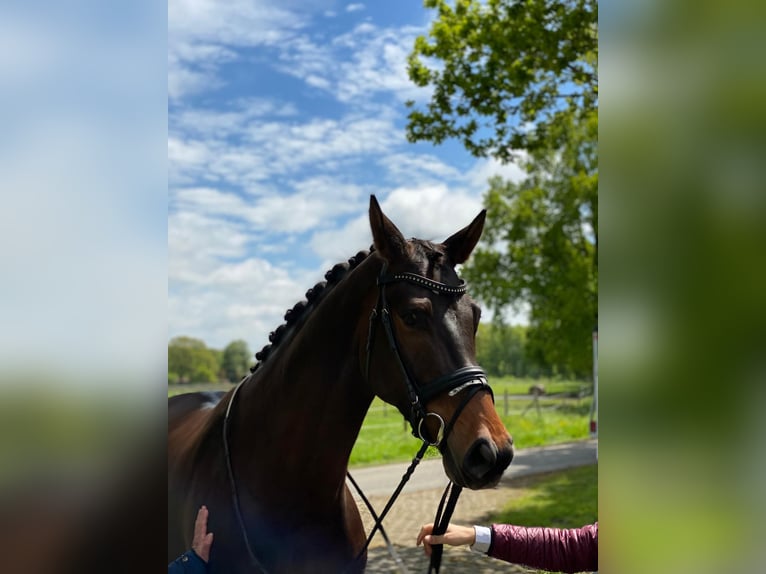 Oldenburger Wallach 11 Jahre 174 cm Brauner in Bremen