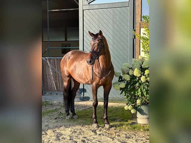 Oldenburger Wallach 11 Jahre 174 cm Brauner in Bremen