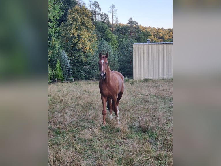 Oldenburger Wallach 11 Jahre 174 cm Fuchs in Herborn