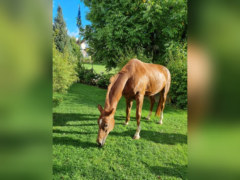 Oldenburger Wallach 11 Jahre 174 cm Fuchs in Herborn