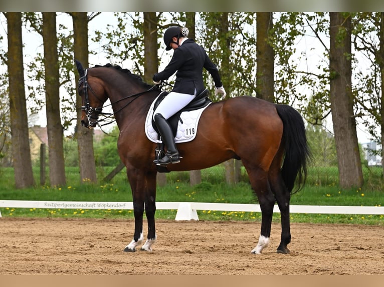 Oldenburger Wallach 11 Jahre 175 cm Dunkelbrauner in Grabowhöfe
