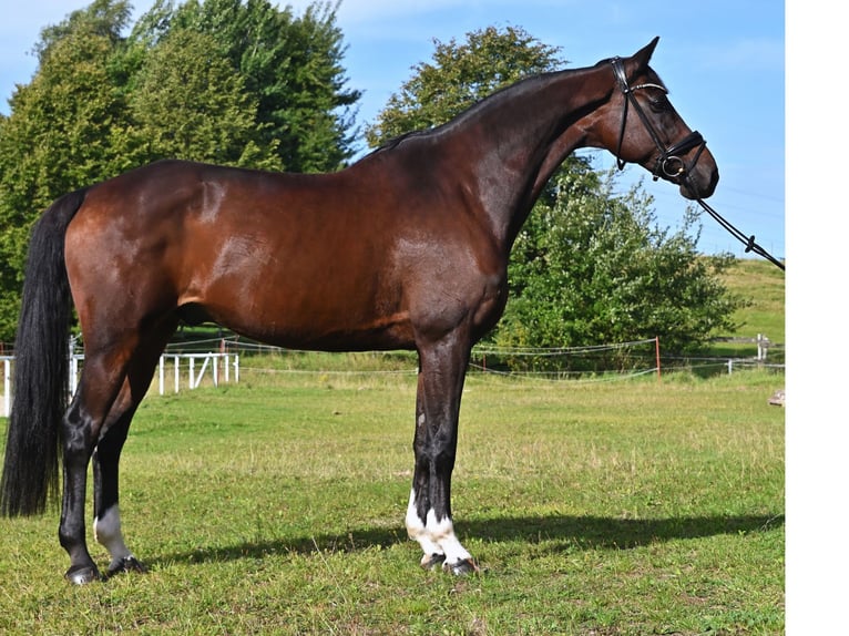 Oldenburger Wallach 11 Jahre 175 cm Dunkelbrauner in Grabowhöfe