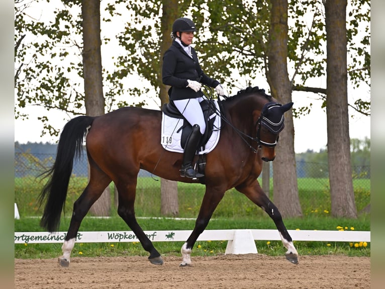 Oldenburger Wallach 11 Jahre 175 cm Dunkelbrauner in Grabowhöfe
