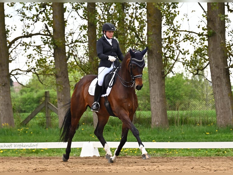 Oldenburger Wallach 11 Jahre 175 cm Dunkelbrauner in Grabowhöfe