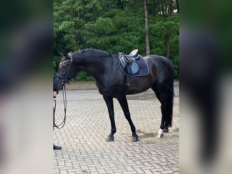 Oldenburger Wallach 11 Jahre 175 cm Rappe in Molbergen