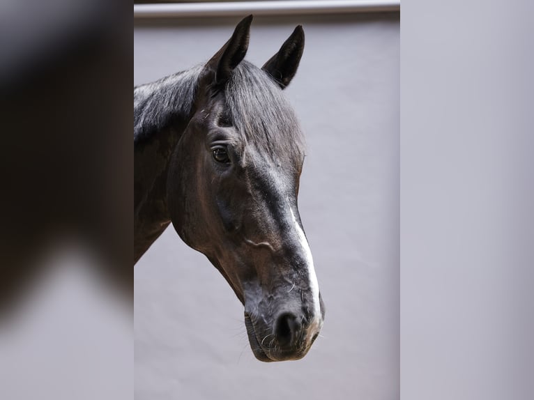 Oldenburger Wallach 11 Jahre 175 cm Rappe in Wedel