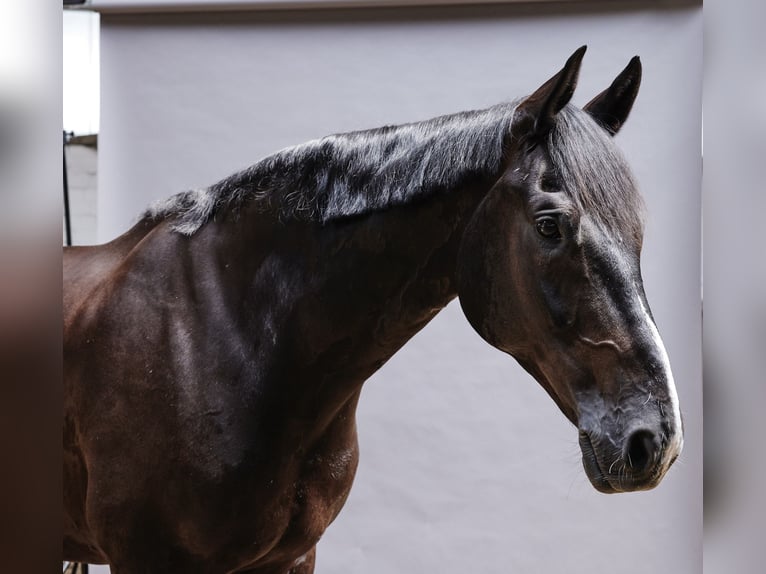 Oldenburger Wallach 11 Jahre 175 cm Rappe in Wedel