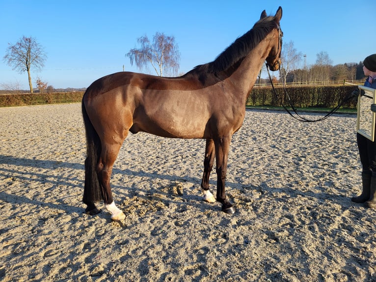 Oldenburger Wallach 11 Jahre 176 cm Dunkelbrauner in Frelsdorf