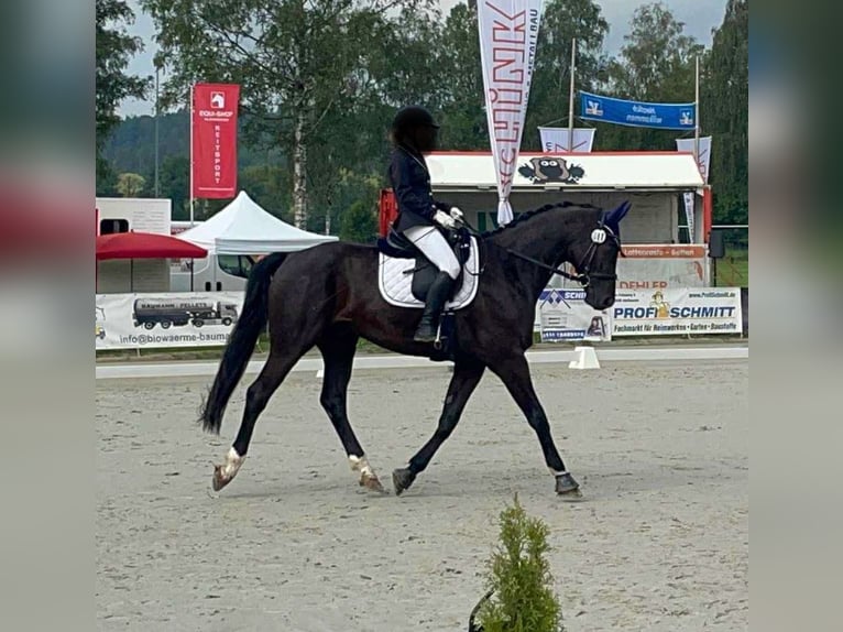 Oldenburger Wallach 11 Jahre 176 cm Rappe in Coburg
