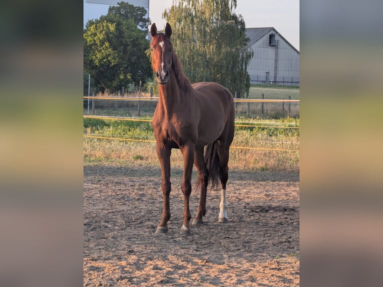 Oldenburger Wallach 11 Jahre 178 cm Fuchs in Niemegk