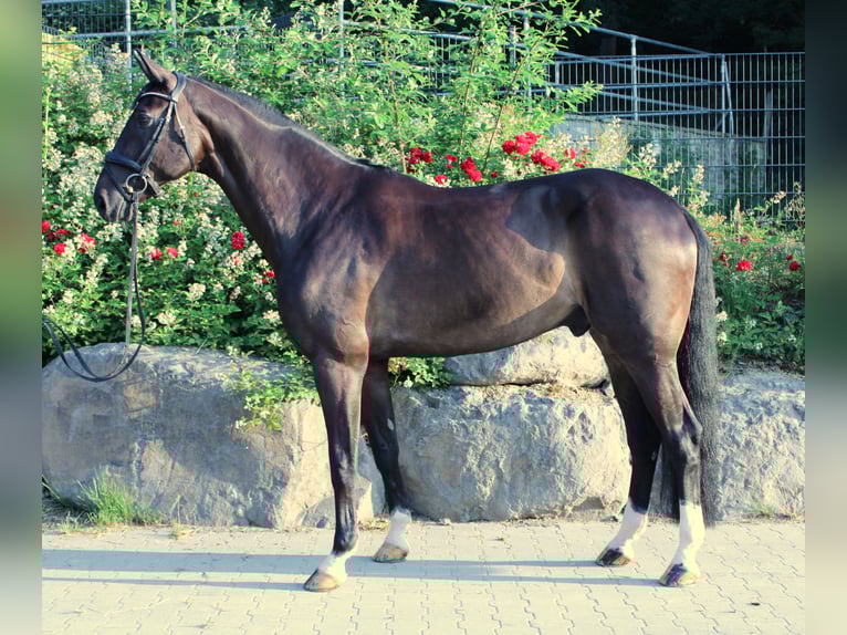 Oldenburger Wallach 11 Jahre 179 cm Dunkelbrauner in Usingen