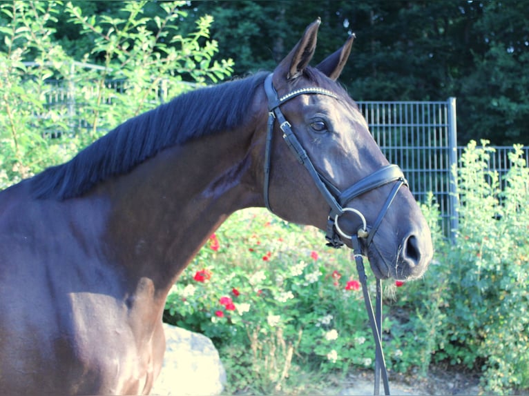Oldenburger Wallach 11 Jahre 179 cm Dunkelbrauner in Usingen