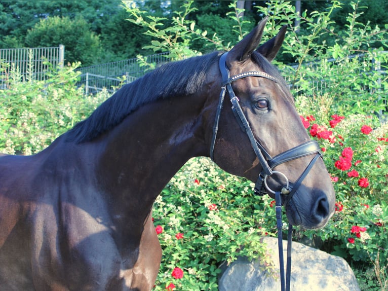 Oldenburger Wallach 11 Jahre 179 cm Dunkelbrauner in Usingen