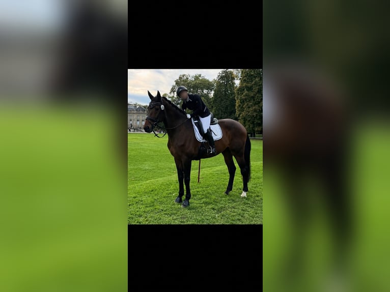 Oldenburger Wallach 11 Jahre 185 cm Brauner in Ludwigsburg