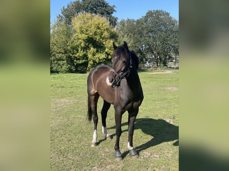 Oldenburger Wallach 12 Jahre 163 cm Dunkelbrauner in Ketzin