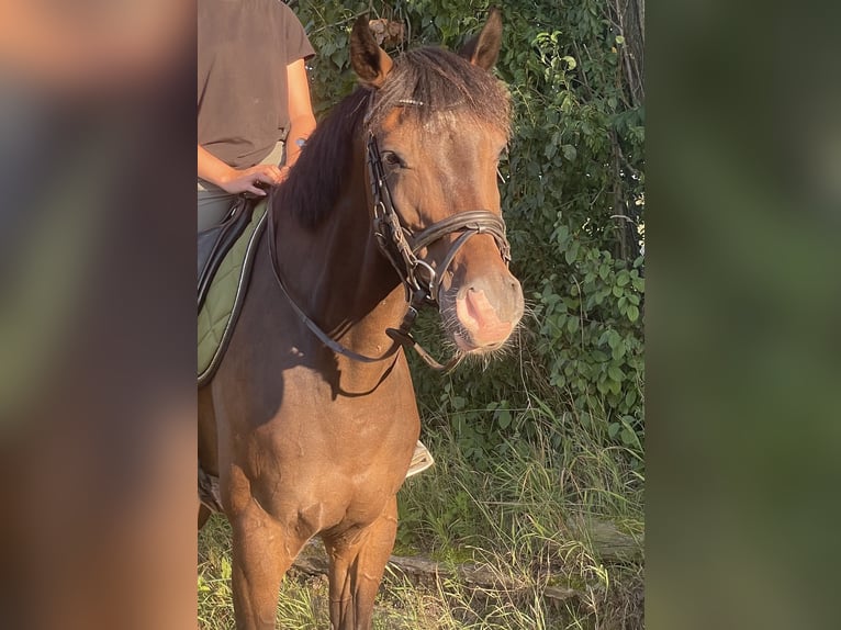 Oldenburger Wallach 12 Jahre 163 cm Dunkelbrauner in Ketzin