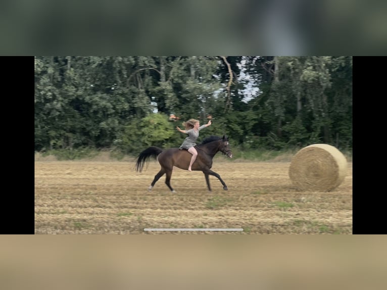 Oldenburger Wallach 12 Jahre 163 cm Dunkelbrauner in Ketzin