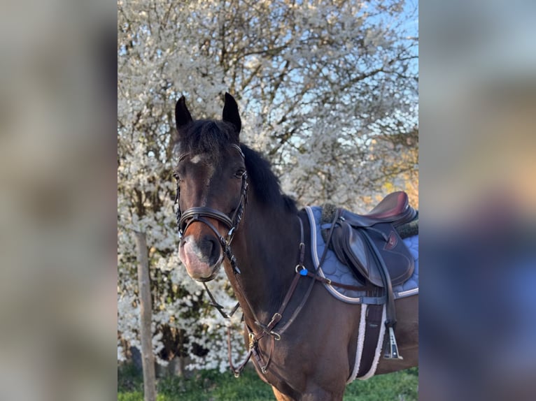 Oldenburger Wallach 12 Jahre 163 cm Dunkelbrauner in Ketzin