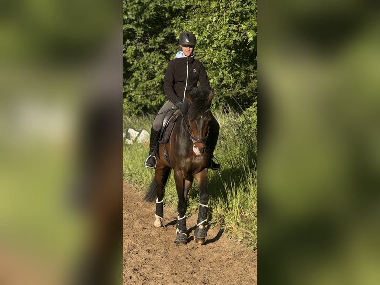 Oldenburger Wallach 12 Jahre 163 cm Dunkelbrauner in Ketzin