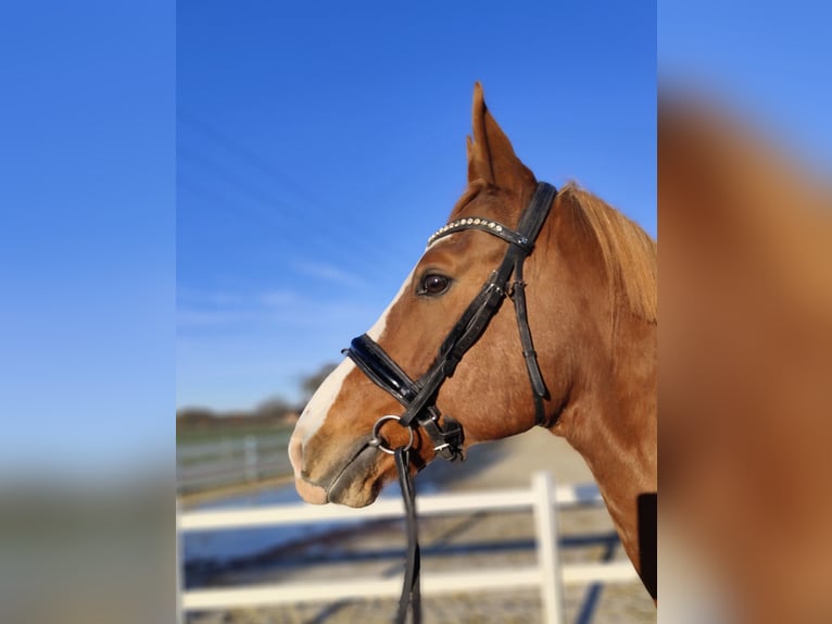 Oldenburger Wallach 12 Jahre 165 cm Fuchs in Bad Laer