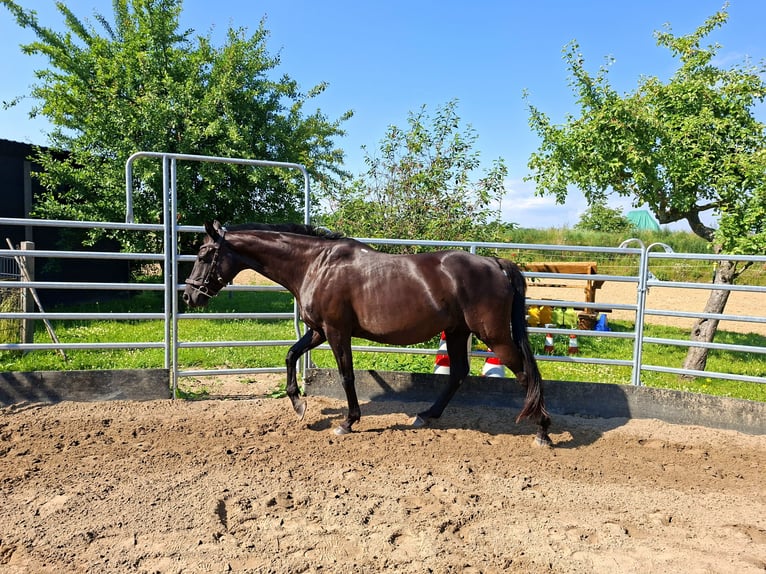 Oldenburger Wallach 12 Jahre 165 cm Rappe in Rostock