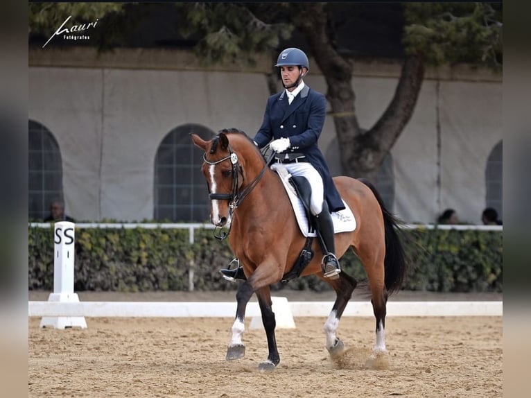 Oldenburger Wallach 12 Jahre 165 cm Rotbrauner in Alicante