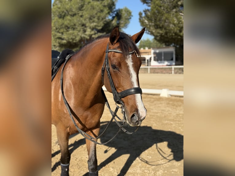 Oldenburger Wallach 12 Jahre 165 cm Rotbrauner in Alicante
