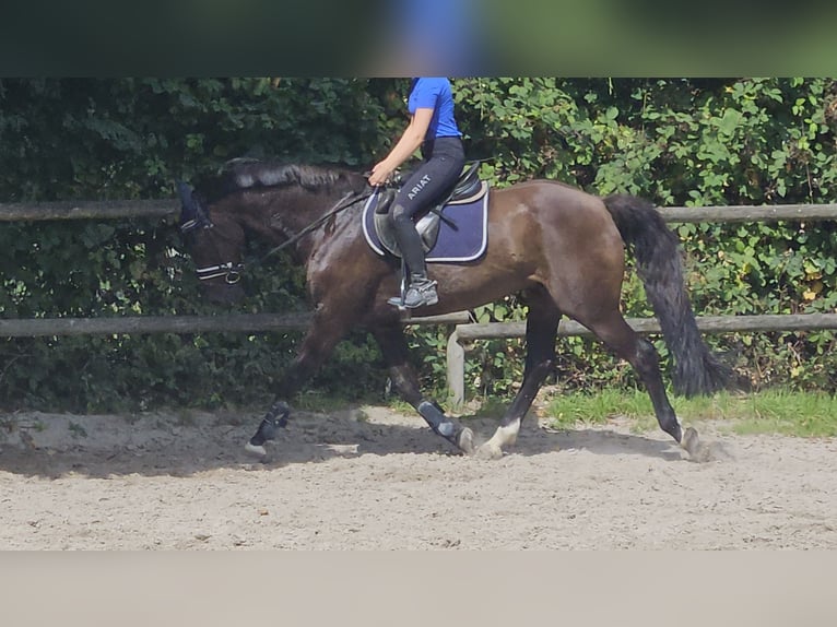 Oldenburger Wallach 12 Jahre 167 cm Schwarzbrauner in Wachtendonk