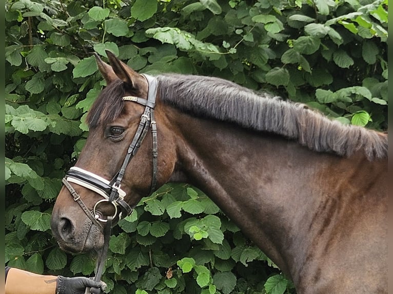 Oldenburger Wallach 12 Jahre 167 cm Schwarzbrauner in Wachtendonk