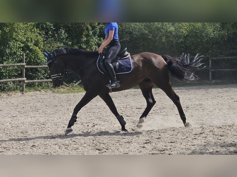 Oldenburger Wallach 12 Jahre 167 cm Schwarzbrauner in Wachtendonk