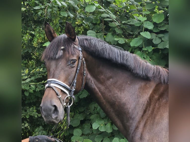 Oldenburger Wallach 12 Jahre 167 cm Schwarzbrauner in Wachtendonk