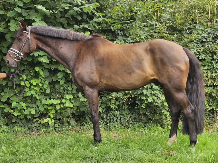 Oldenburger Wallach 12 Jahre 167 cm Schwarzbrauner in Wachtendonk