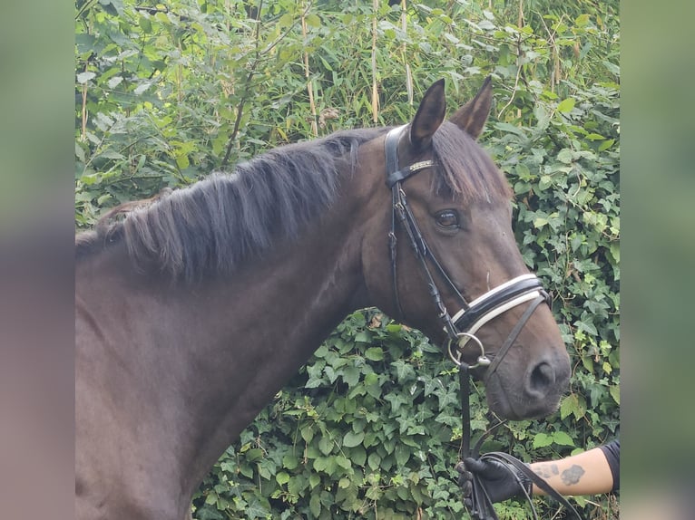 Oldenburger Wallach 12 Jahre 167 cm Schwarzbrauner in Wachtendonk