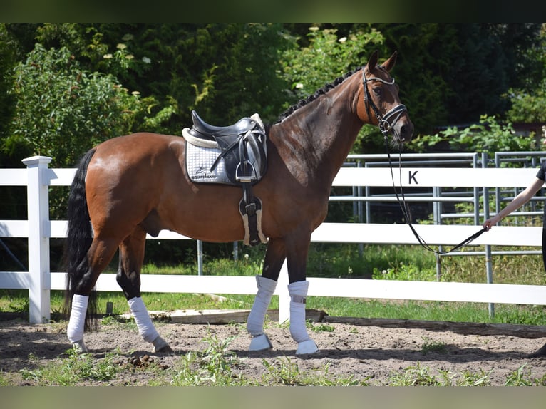 Oldenburger Wallach 12 Jahre 168 cm Brauner in Dätgen