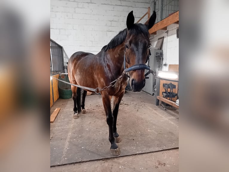 Oldenburger Wallach 12 Jahre 170 cm Dunkelbrauner in Lindern (Oldenburg)