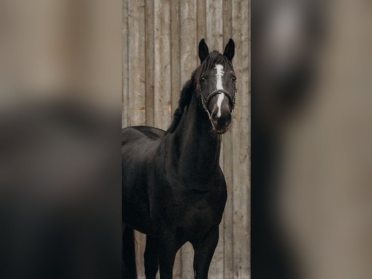 Oldenburger Wallach 12 Jahre 170 cm Dunkelbrauner in Rommerskirchen