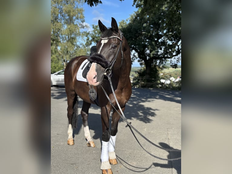 Oldenburger Wallach 12 Jahre 170 cm Rappe in Freudenberg