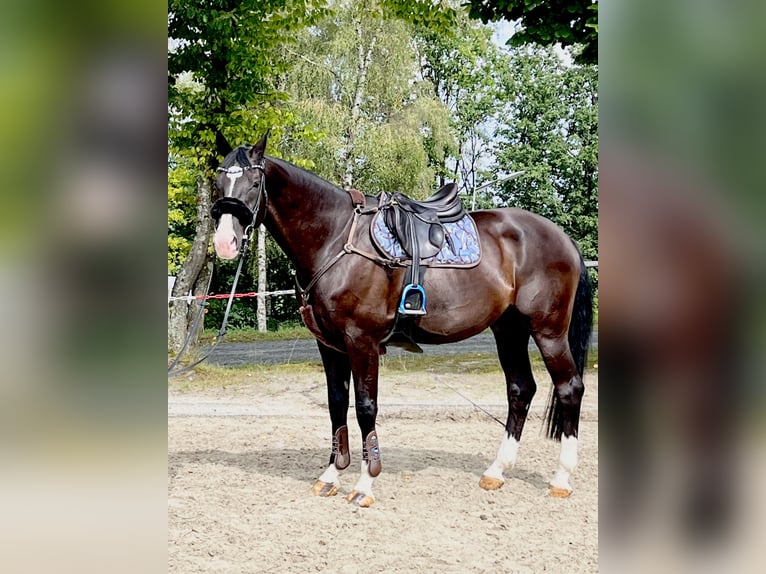 Oldenburger Wallach 12 Jahre 170 cm Rappe in Freudenberg