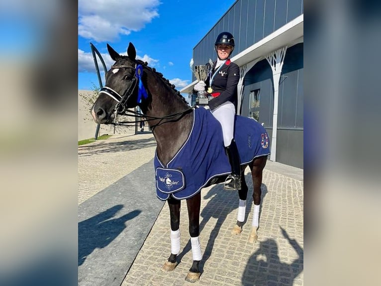 Oldenburger Wallach 12 Jahre 170 cm Rappe in Pilisjászfalu