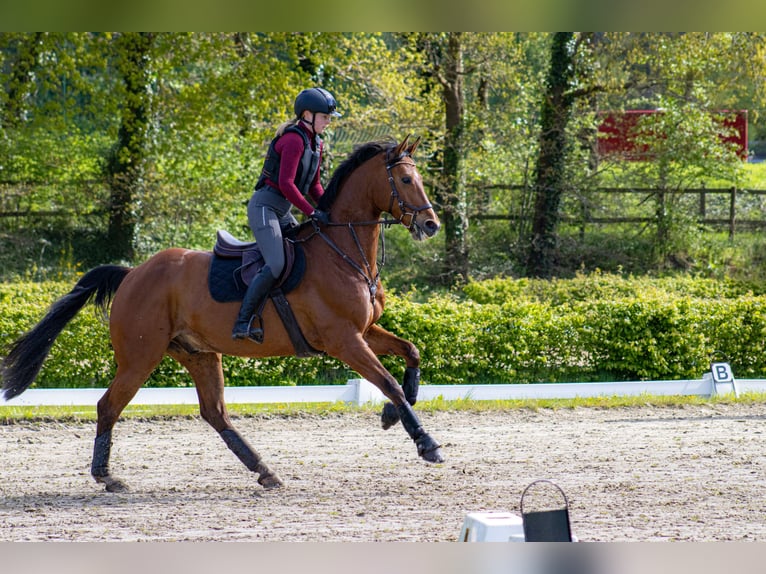 Oldenburger Wallach 12 Jahre 172 cm Brauner in Twistringen