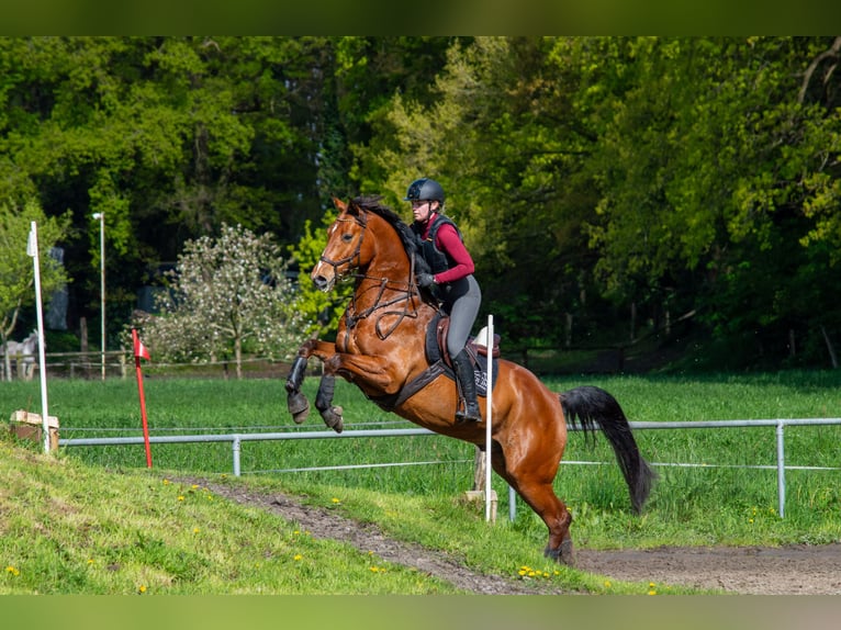 Oldenburger Wallach 12 Jahre 172 cm Brauner in Twistringen