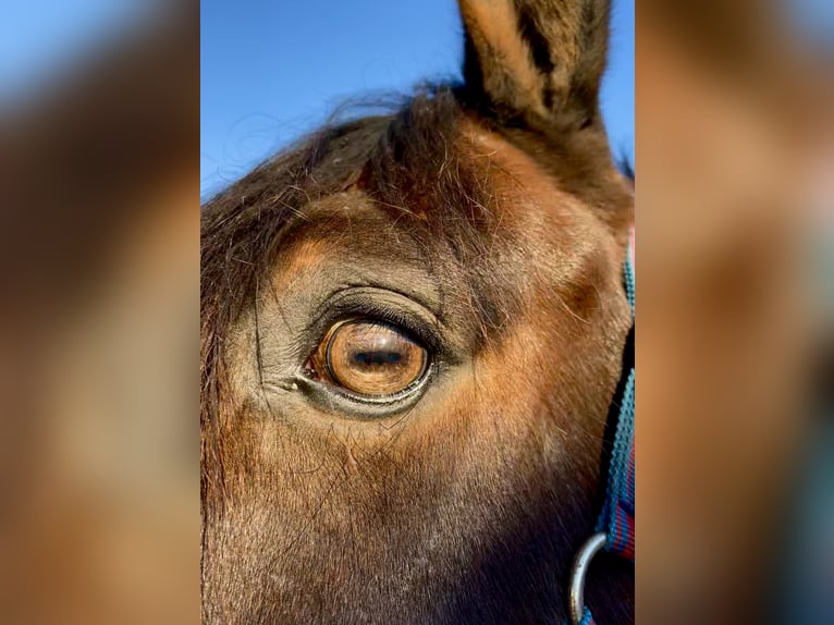 Oldenburger Wallach 12 Jahre 172 cm Dunkelbrauner in Lohne (Oldenburg)